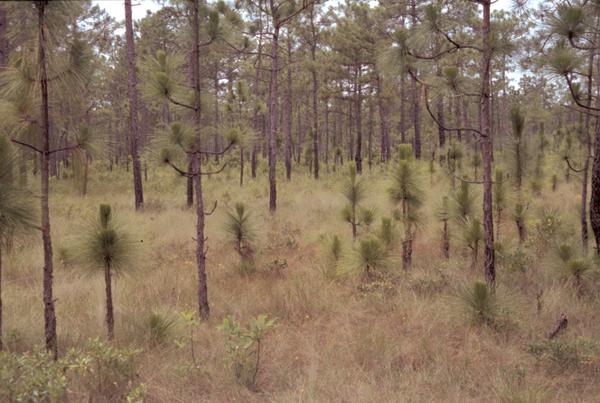 Longleaf saplings of various sizes grow in a wooded area